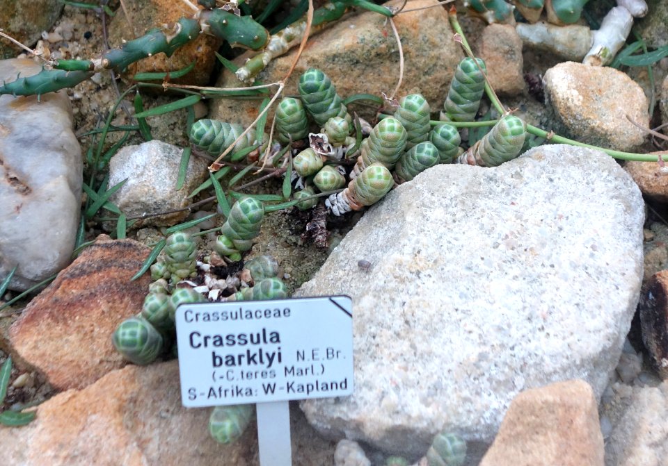 Crassula barklyi - Botanischer Garten, Dresden, Germany - DSC08802
