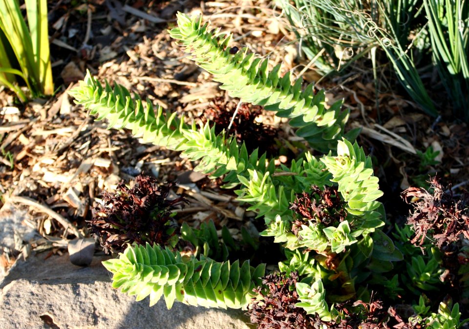 Crassula coccinea Klipblom - Cape Town Mountain Fynbos 1