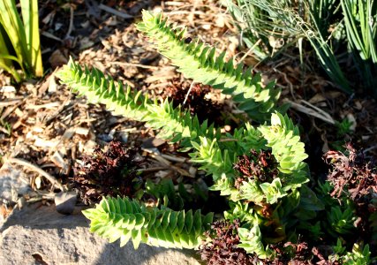 Crassula coccinea Klipblom - Cape Town Mountain Fynbos 1 photo