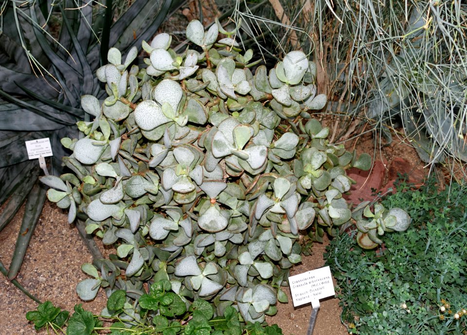 Crassula arborescens - Botanischer Garten - Heidelberg, Germany - DSC01348