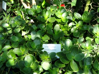 Crassula multicava - Botanical Garden in Kaisaniemi, Helsinki - DSC03712