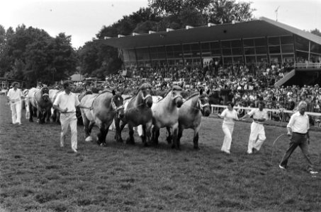 Dag van het paard op Duindigt trekpaarden tijdens demonstratie, Bestanddeelnr 929-8336