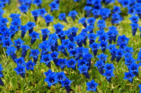 Bell the vegetation blue