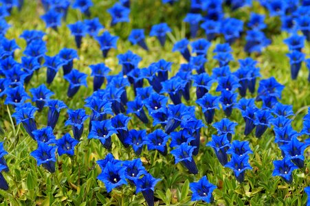 Bell the vegetation blue photo