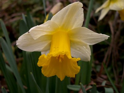 Daffodil, 2020-03-20, Beechview, 02 photo