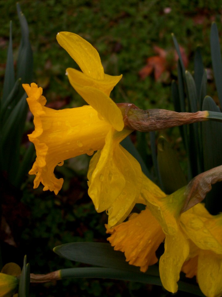 Daffodil, 2020-03-20, Beechview, 03