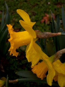 Daffodil, 2020-03-20, Beechview, 03 photo