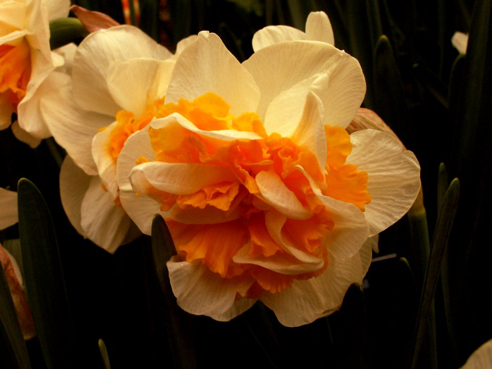 Daffodil “Westward,” Phipps Conservatory, 2015-03-25, 01