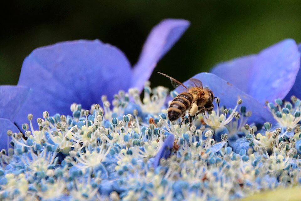 Garden blue nature