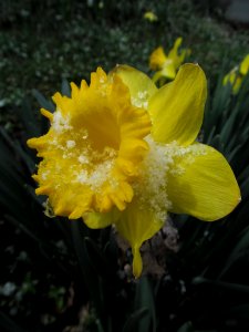 Daffodil in the snow, 2021-04-01, Beechview, 01 photo