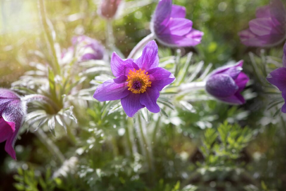 Plant spring flower blossom