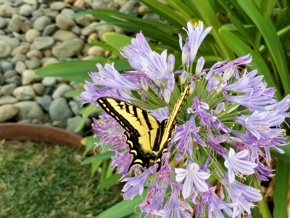 Summer insect nature
