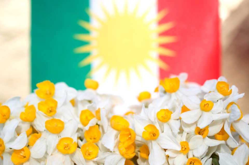 Daffodils (nergiz) with the Kurdish flag 03