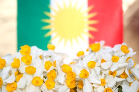 Daffodils (nergiz) with the Kurdish flag 03 photo