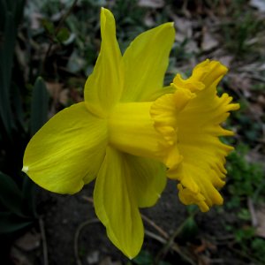 Daffodils, 2021-03-23, Beechview, 02 photo