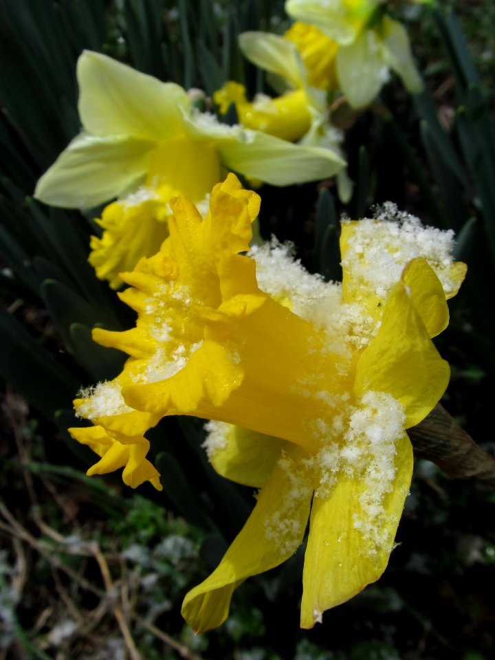 Daffodil in the snow, 2021-04-01, Beechview, 02