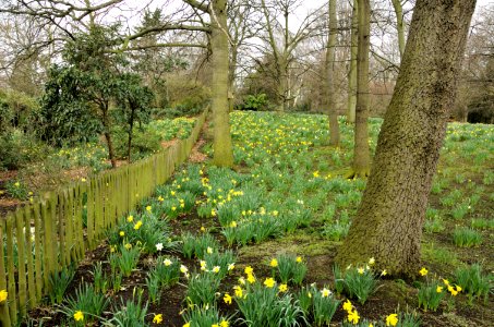 Daffodils-Holland-Park-20060330-019
