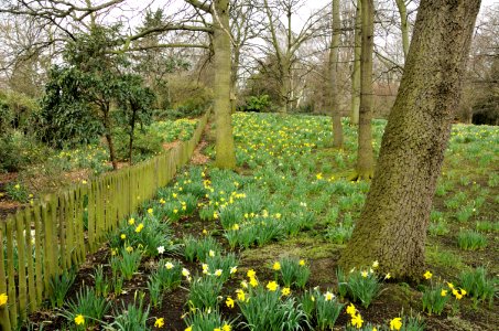 Daffodils-Holland-Park-20060330-019 photo