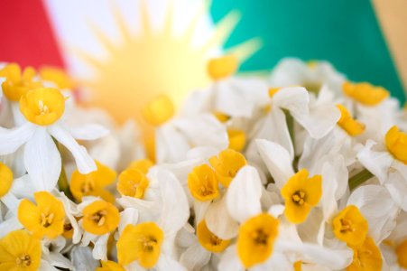 Daffodils (nergiz) with the Kurdish flag 05 photo