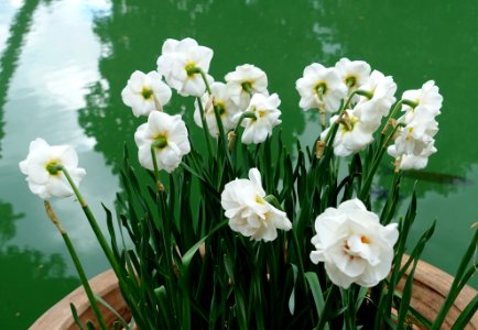 Daffodils - Villa d'Este - Tivoli, Italy - DSC03944