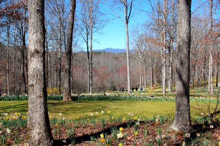 Daffodil gardens in Gibbs Gardens, Feb 2017