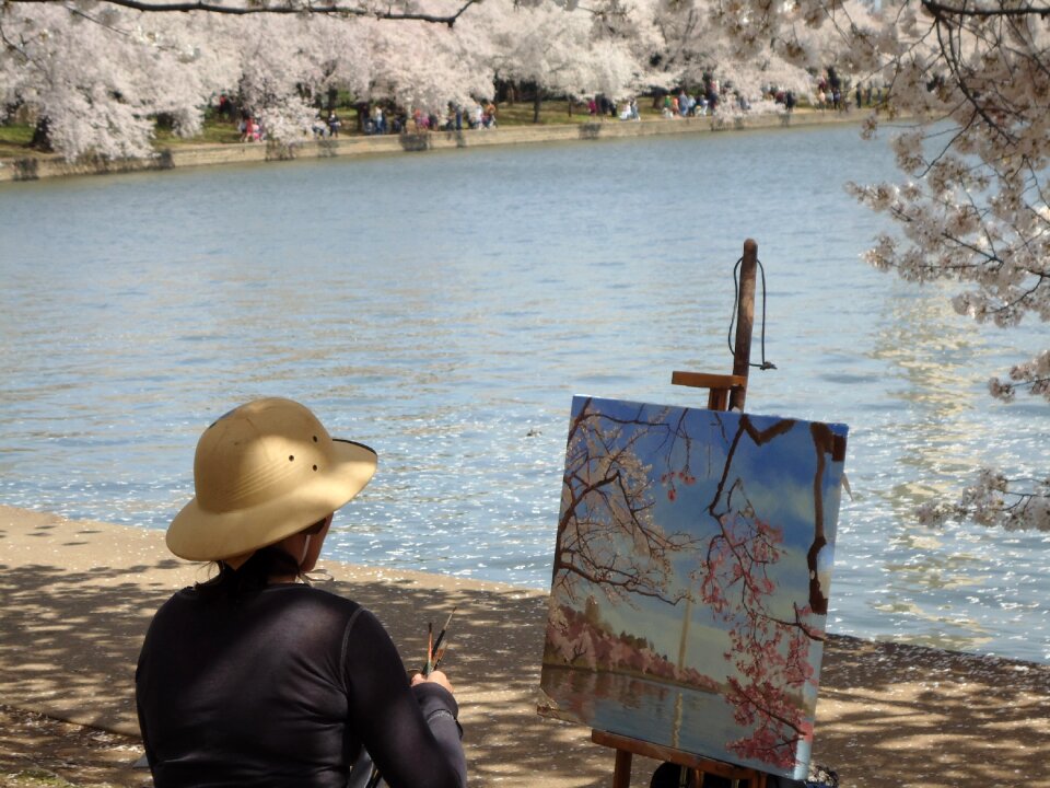 Cherry blossoms painting washington dc