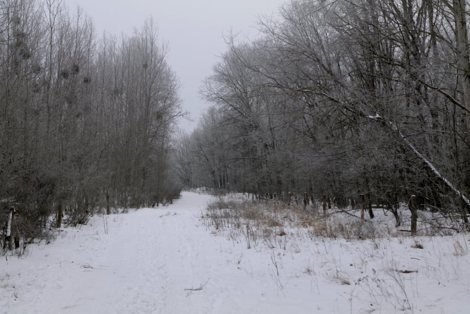 Döberitzer Heide round trail with snow 2021-02-14 20