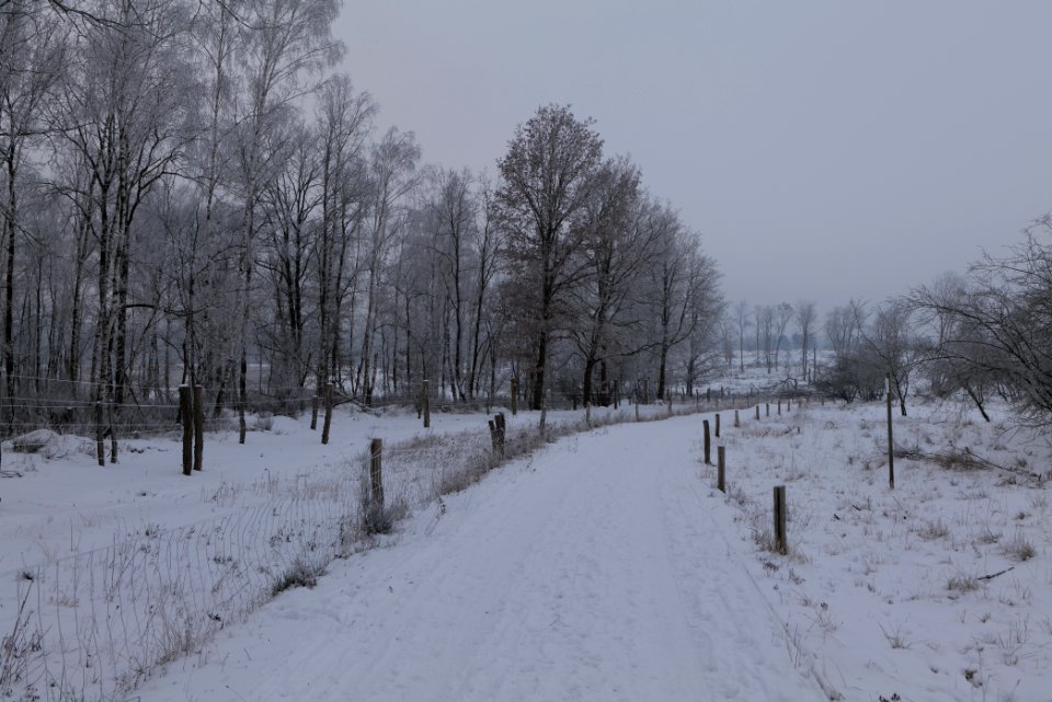 Döberitzer Heide round trail with snow 2021-02-14 38