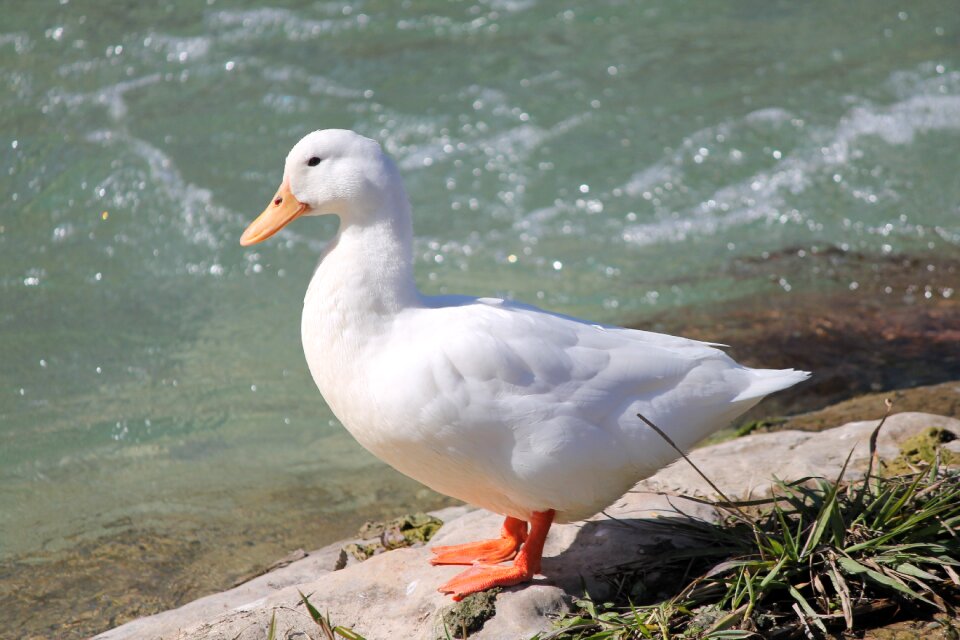 White water nature