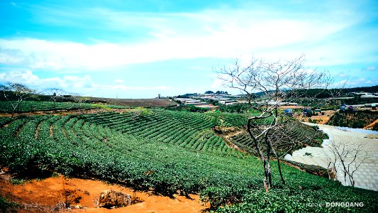 Da Lat Jpg (160914399)
