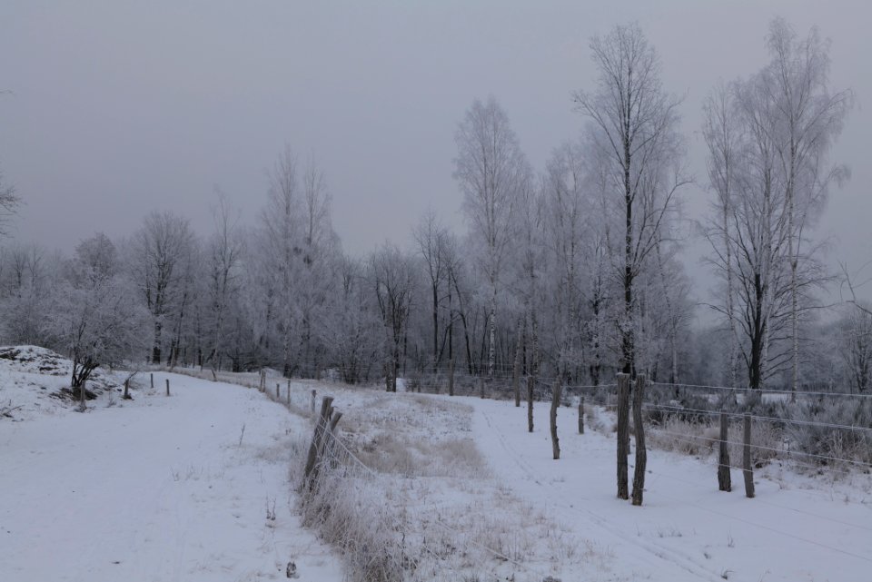 Döberitzer Heide round trail with snow 2021-02-14 50