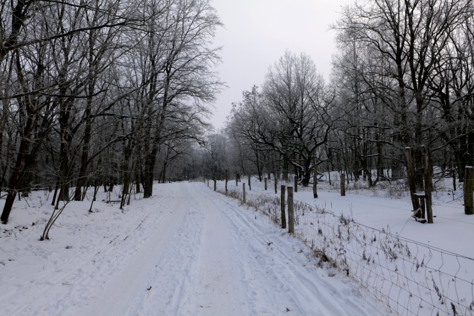Döberitzer Heide round trail with snow 2021-02-14 80