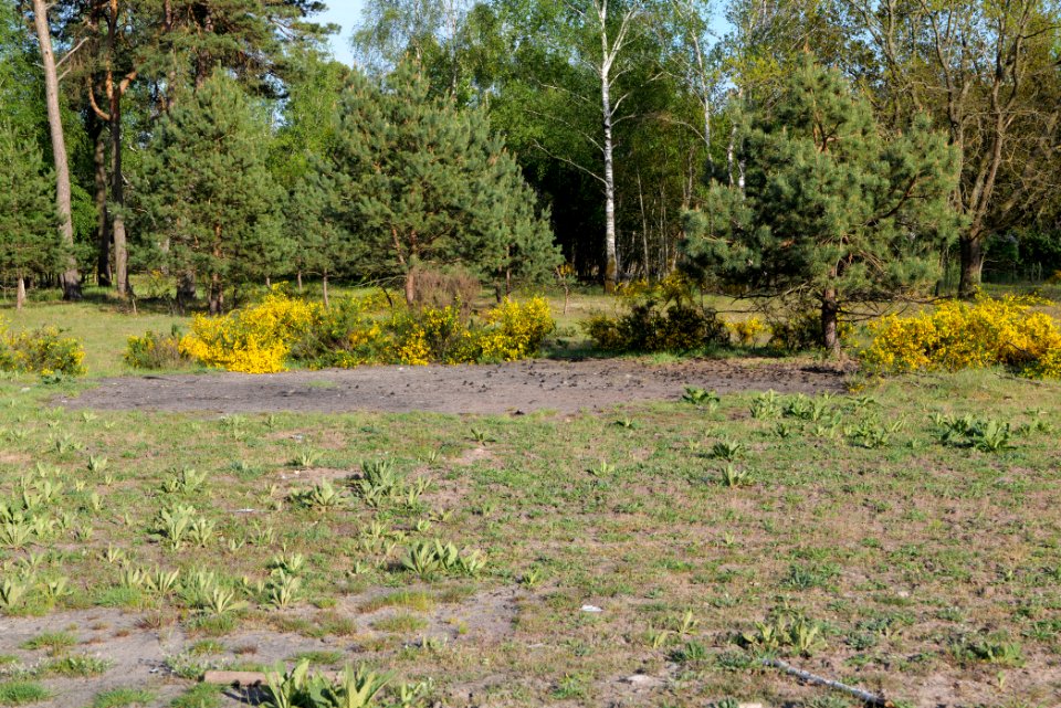 Döberitzer Heide open landscape 2020-05-08 188