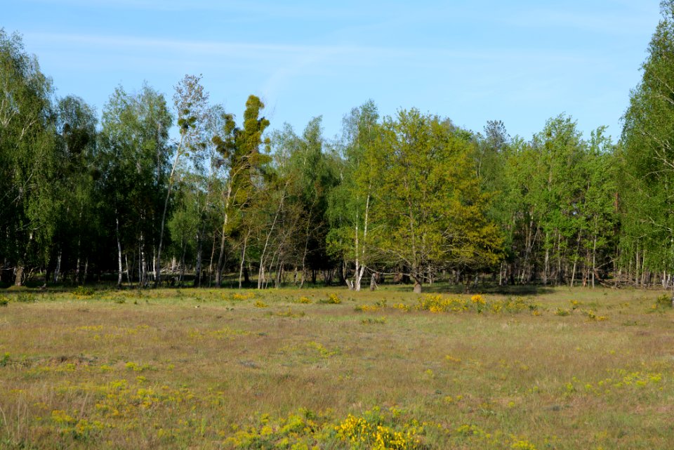 Döberitzer Heide open landscape 2020-05-08 198