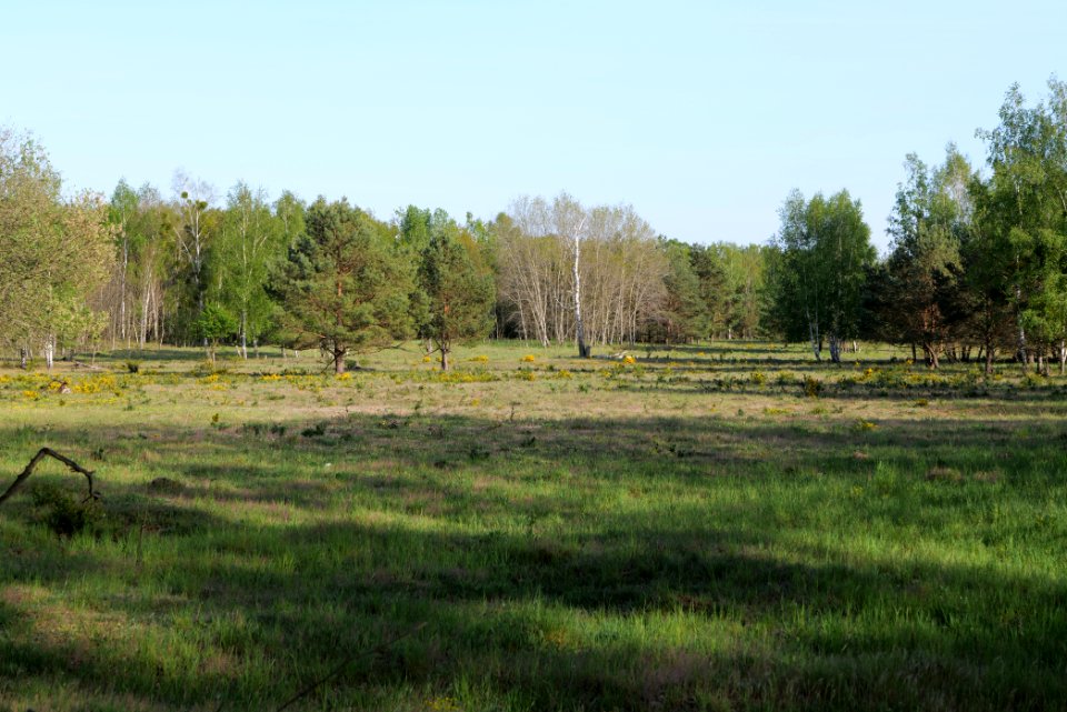 Döberitzer Heide open landscape 2020-05-08 200
