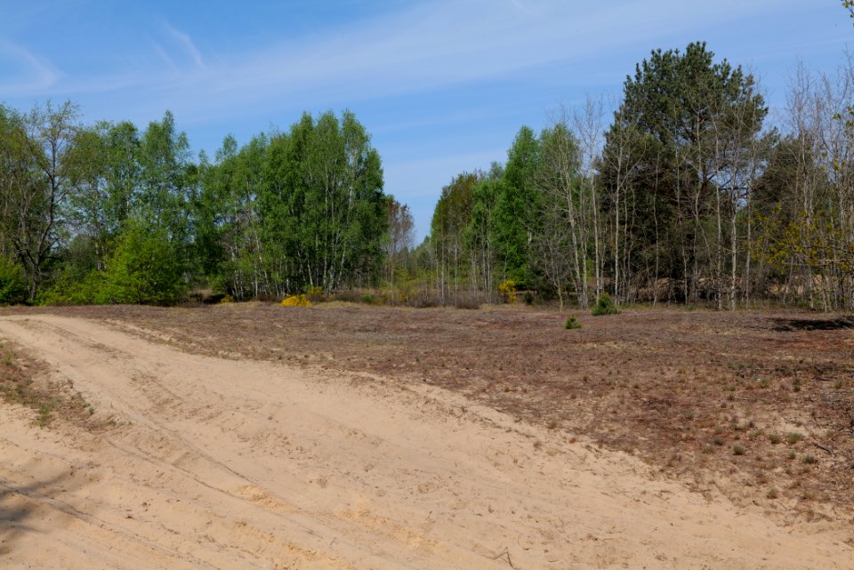 Döberitzer Heide open landscape 2020-05-08 215