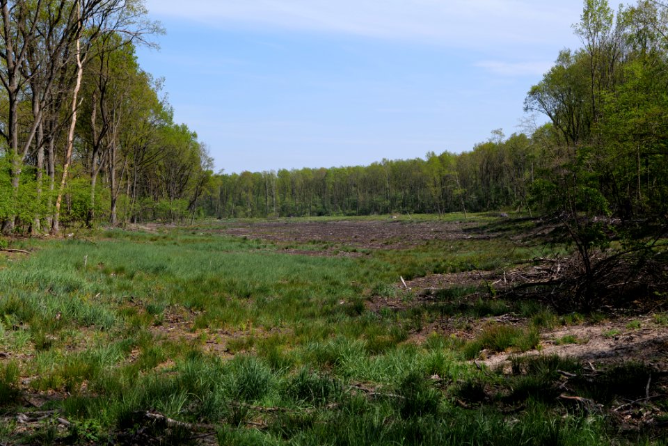 Döberitzer Heide open landscape 2020-05-08 211