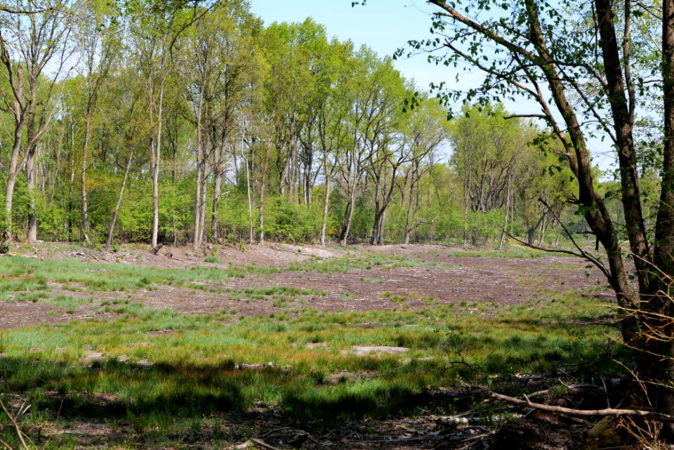 Döberitzer Heide open landscape 2020-05-08 206