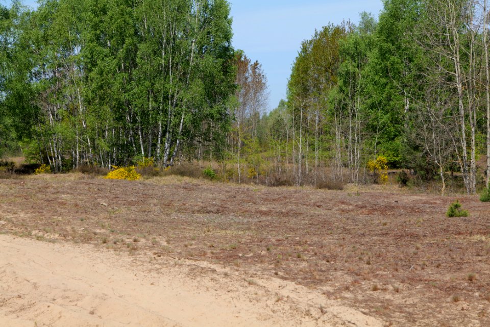 Döberitzer Heide open landscape 2020-05-08 213