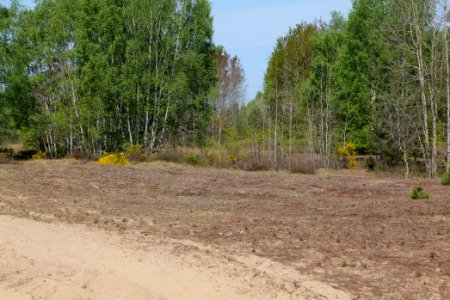 Döberitzer Heide open landscape 2020-05-08 213