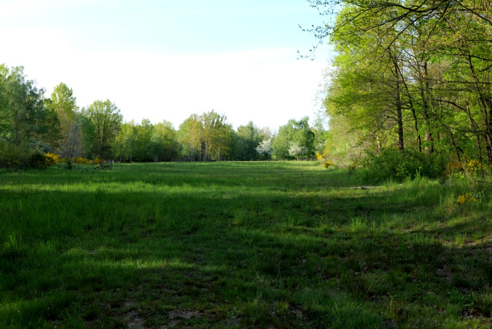 Döberitzer Heide open landscape 2020-05-08 204