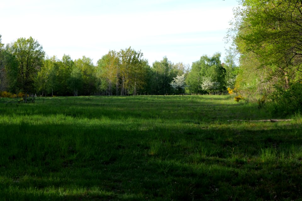 Döberitzer Heide open landscape 2020-05-08 203