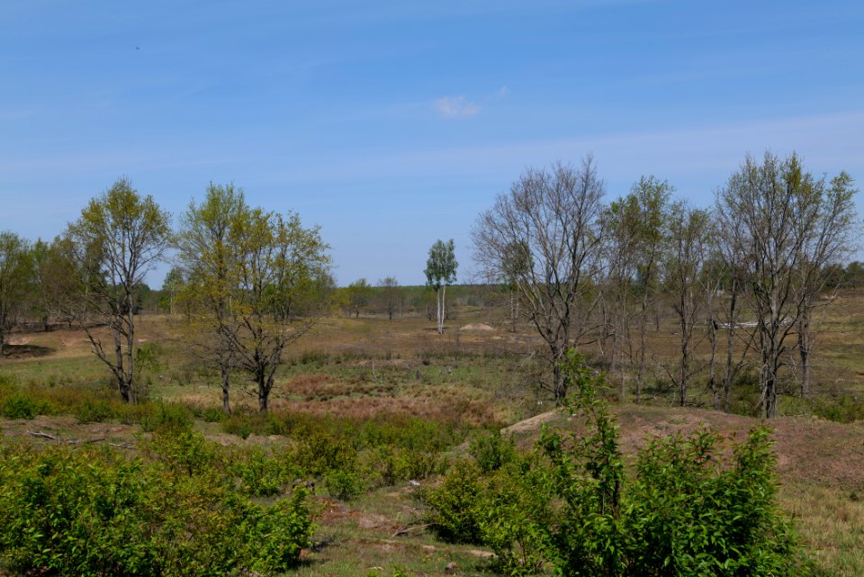 Döberitzer Heide open landscape 2020-05-08 21