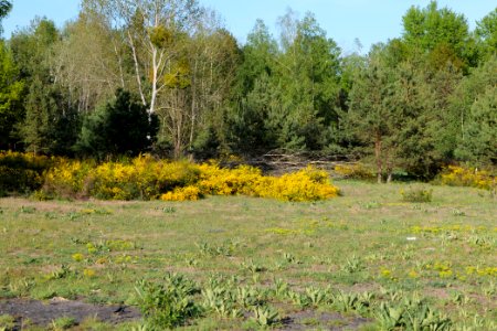 Döberitzer Heide open landscape 2020-05-08 189