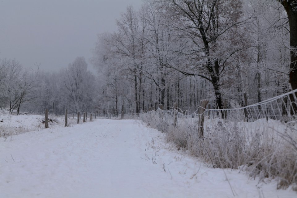Döberitzer Heide round trail with snow 2021-02-14 47