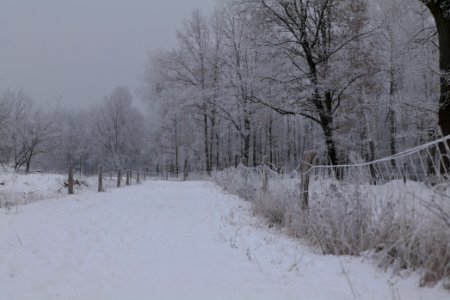 Döberitzer Heide round trail with snow 2021-02-14 47