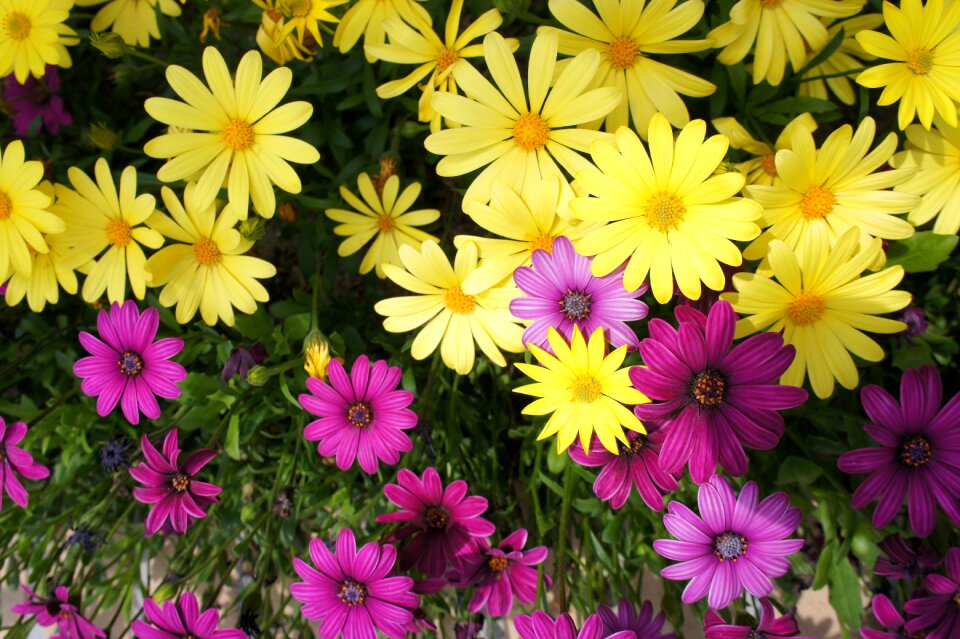 Flower yellow flower gardens