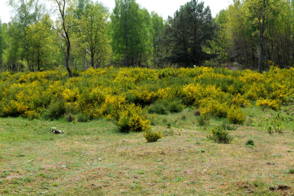 Döberitzer Heide open landscape 2020-05-08 87