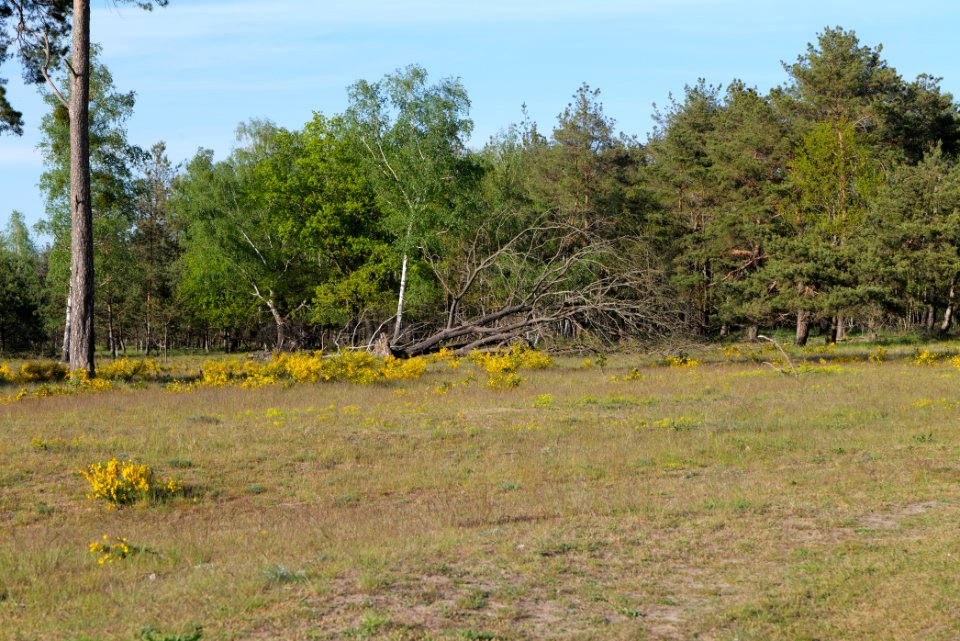 Döberitzer Heide open landscape 2020-05-08 191