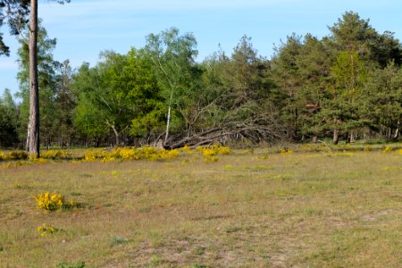 Döberitzer Heide open landscape 2020-05-08 191